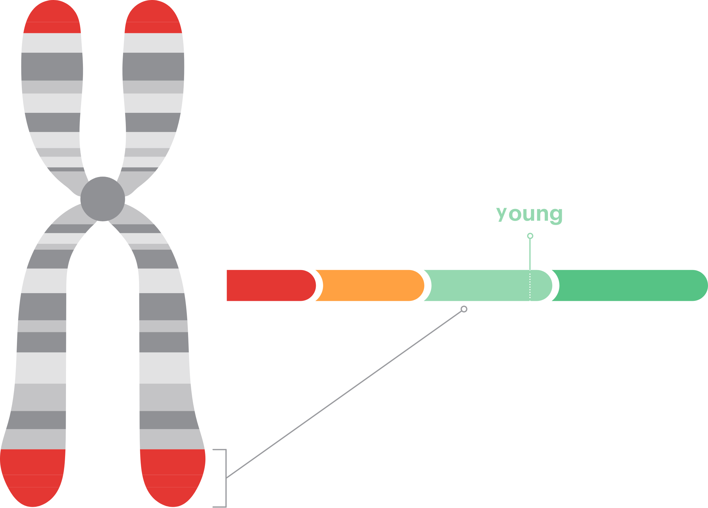 The human telomeres